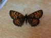 216179 – Photo : Limenitis78 – France (04)