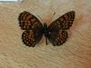 216181 – Photo : Limenitis78 – France (04)