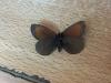 216223 – Photo : Limenitis78 – France (05)