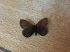 216226 – Photo : Limenitis78 – France (05)