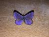 216227 – Photo : Limenitis78 – France (04)