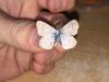 216228 – Photo : Limenitis78 – France (04)