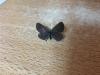 216230 – Photo : Limenitis78 – France (04)
