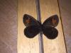 216292 – Photo : Limenitis78 – France (04)