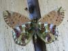 216546 – Photo : Limenitis78 – France (05)