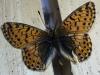 216547 – Photo : Limenitis78 – France (05)