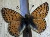 216548 – Photo : Limenitis78 – France (05)