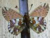 216550 – Photo : Limenitis78 – France (05)