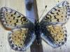 216552 – Photo : Limenitis78 – France (05)