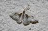 216764 – Photo : alain Roujas – France (31)