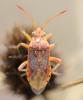 216996 – Photo : Liliane Delattre – France (30)