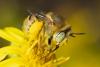 216046 – Photo : Roland Seitre – France (20)