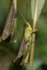 216324 – Photo : Jessica Joachim – France (09)