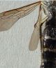 216654 – Photo : Bernard Perthuis – Guyane française
