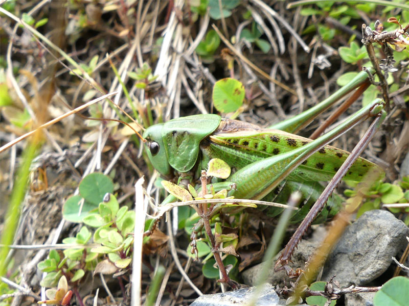 Bahuaud François - Decticus verrucivorus verrucivorus - réf. 216842 (800 x 600 pixels, 164 ko)
