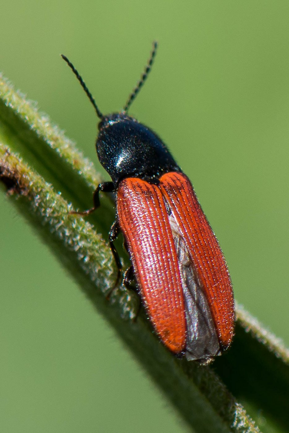 Bernard Saquet - Ampedus sp. - réf. 216641 (934 x 1400 pixels, 200 ko)
