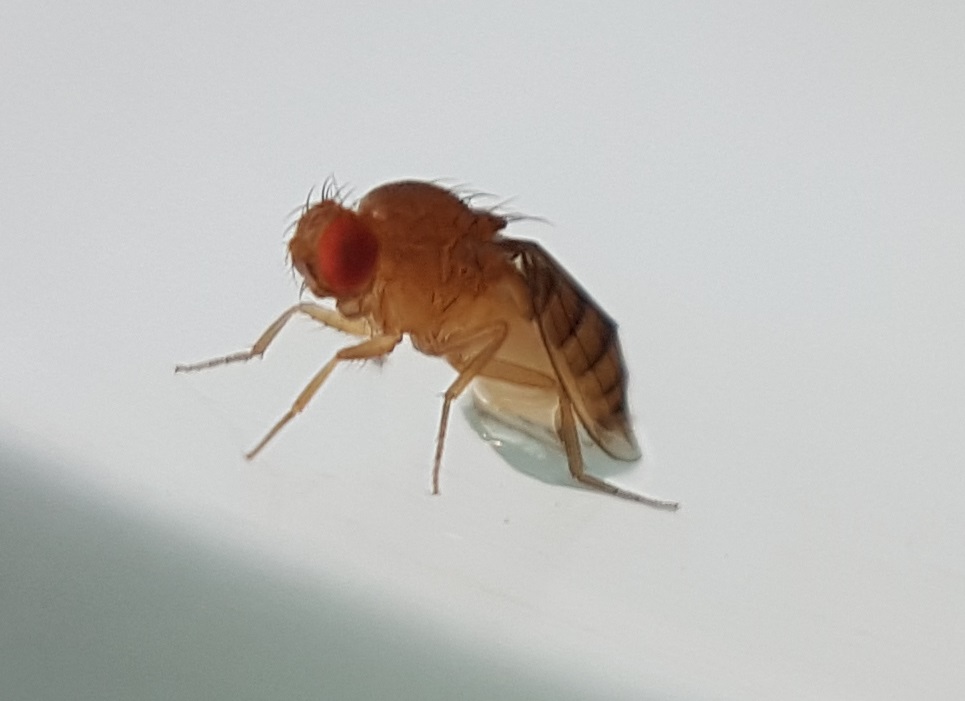 Daniel Philippe - Drosophila sp. - réf. 216007 (965 x 701 pixels, 114 ko)