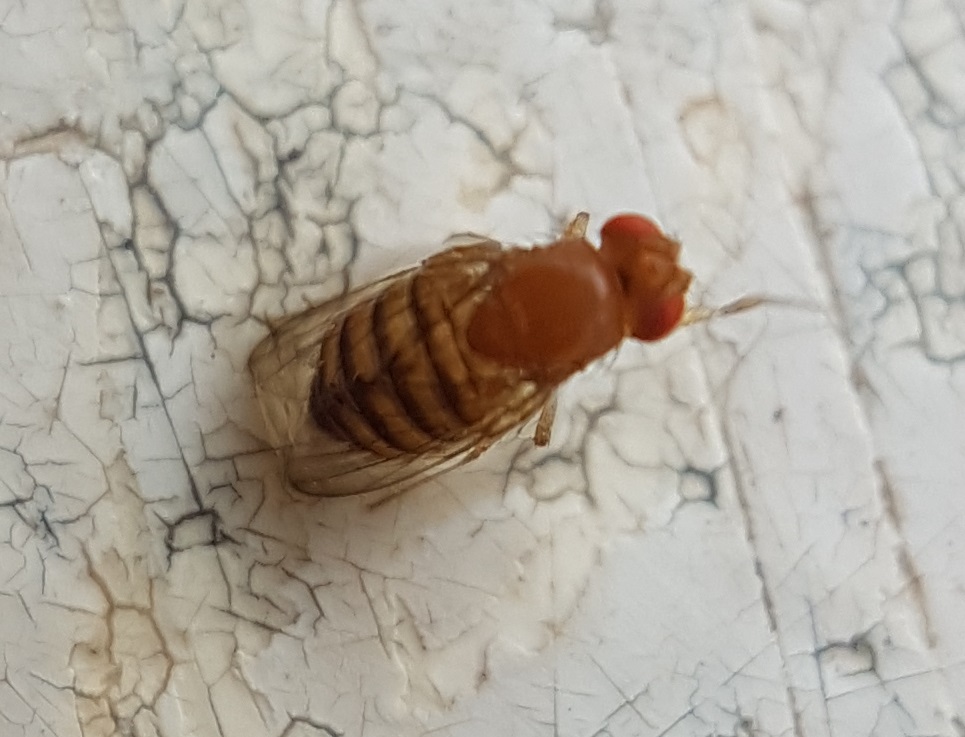 Daniel Philippe - Drosophila sp. - réf. 216008 (965 x 737 pixels, 193 ko)