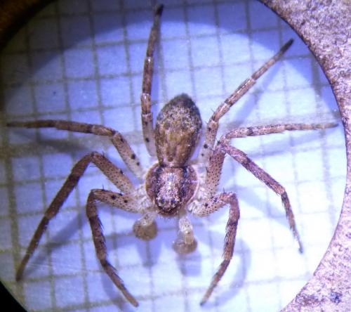 Philodromus sp.
