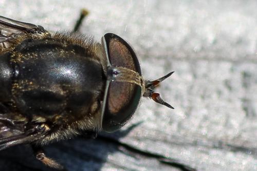 Réf. 217 304 : Hybomitra bimaculata