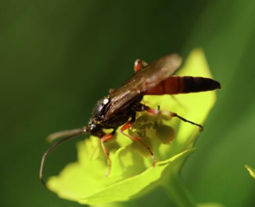 Réf. 217 728 : Ichneumoninae inconnu