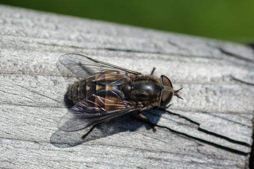 Réf. 217 130 : Hybomitra bimaculata
