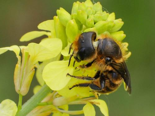 Réf. 217 702 : Osmia niveata