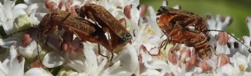 Réf. 217 623 : Rhagonycha fulva