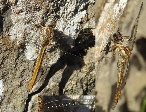 Orthetrum brunneum