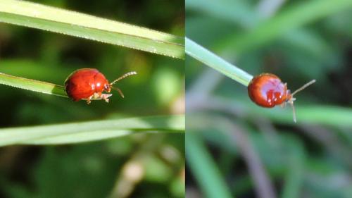 Réf. 217 303 : Sphaeroderma sp.