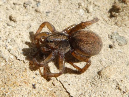 Trochosa sp.