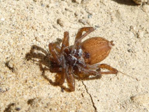Trochosa sp.