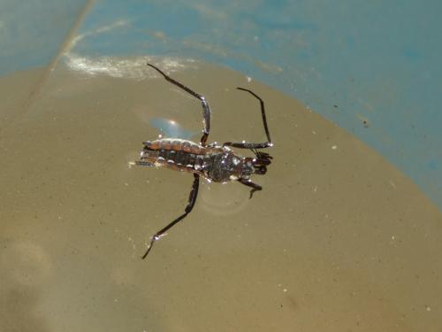 Velia caprai