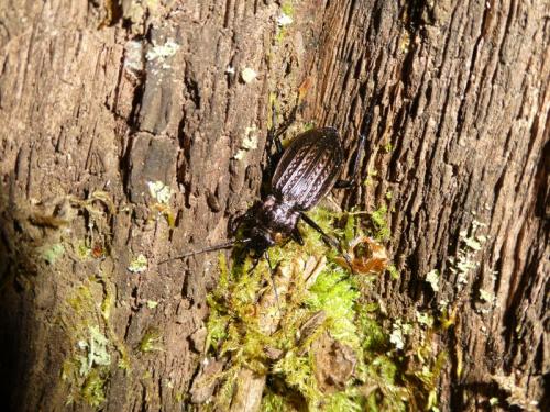 Carabus granulatus
