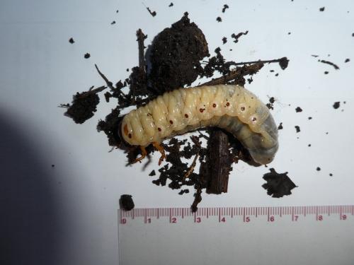 Oryctes nasicornis