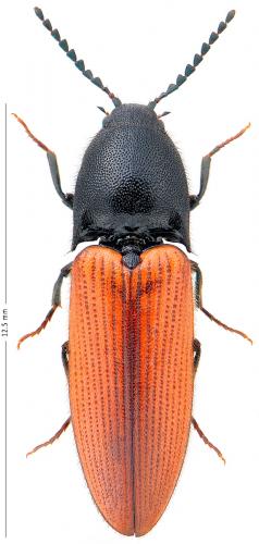 Ampedus cardinalis