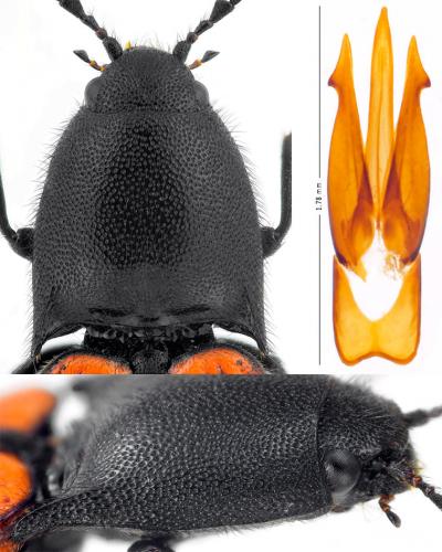 Ampedus cardinalis