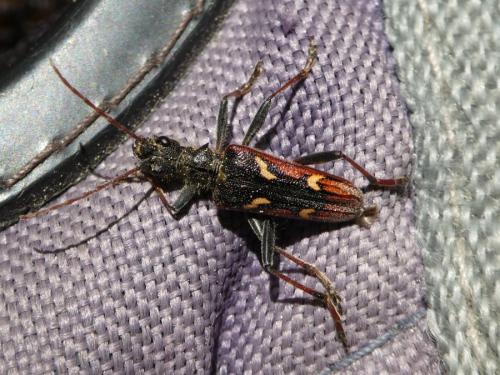 Réf. 217 465 : Rhagium bifasciatum