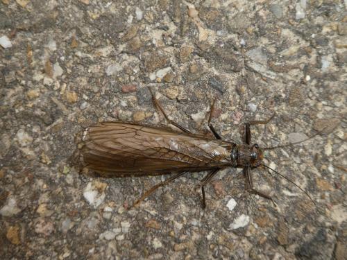 Réf. 217 741 : Perla marginata
