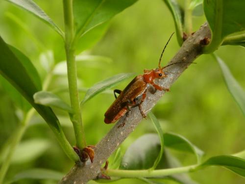 Réf. 217 912 : Cantharis livida