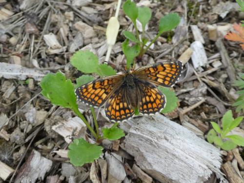 Melitaea parthenoides