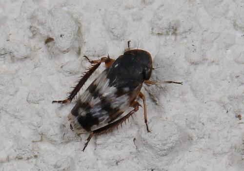 Réf. 217 038 : Anoscopus sp.