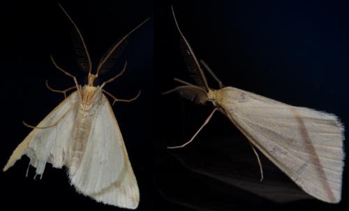 Rhodometra sacraria