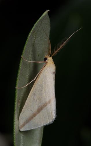 Rhodometra sacraria