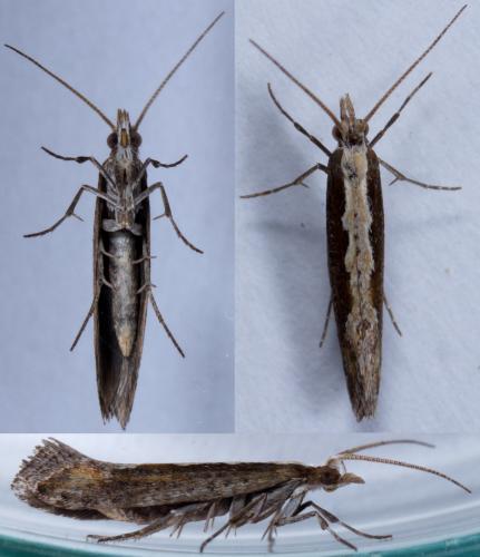 Réf. 217 093 : Plutella xylostella
