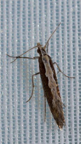Réf. 217 095 : Plutella xylostella