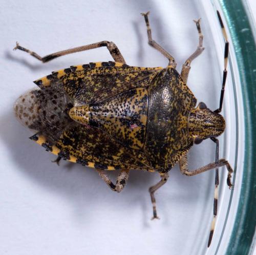 Réf. 217 108 : Rhaphigaster nebulosa