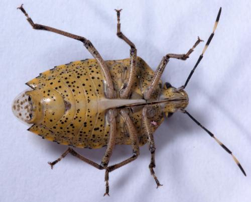 Réf. 217 109 : Rhaphigaster nebulosa