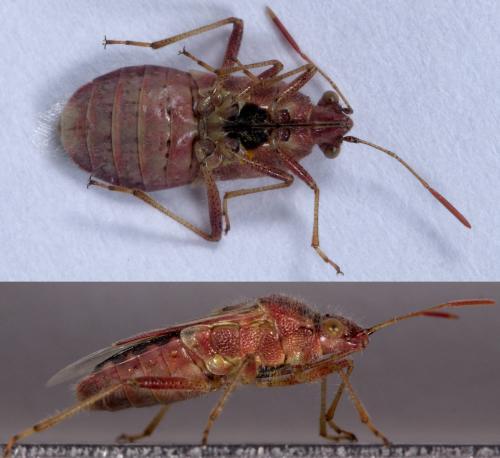 Liorhyssus hyalinus