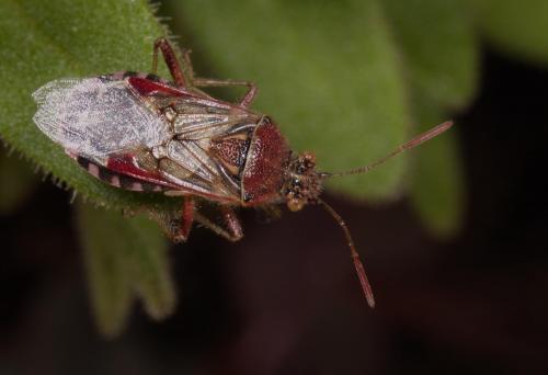 Réf. 217 111 : Liorhyssus hyalinus